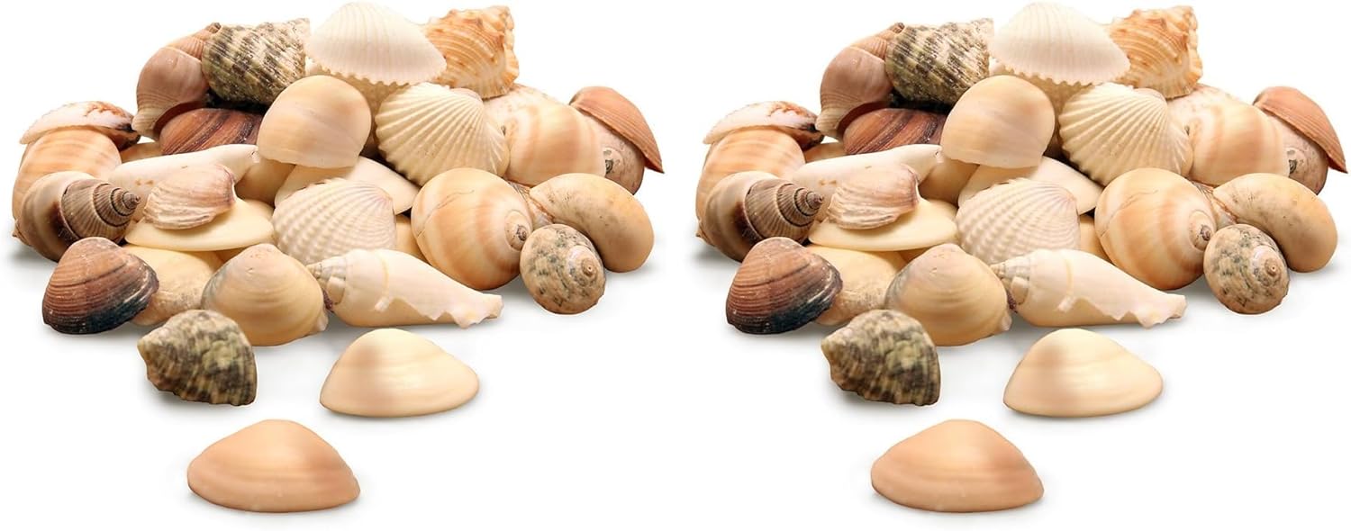 Hygloss Products Craft Shells â€“ Mixed Bucket O' Sea Shells from USA - Natural Mix, 16 Ounce Container (37216) (Pack of 2)