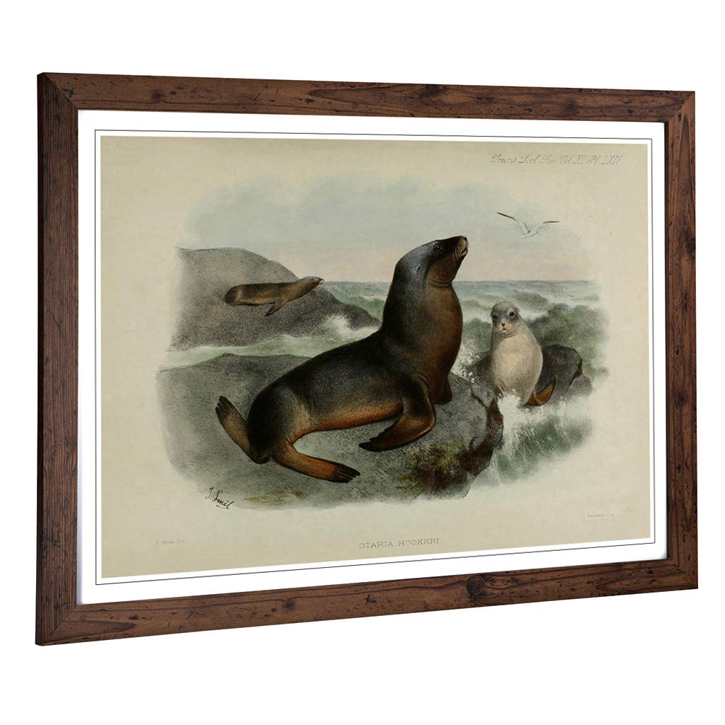 Big Box Art Framed Print of Vintage Smit. Joseph Grey Sea-Lion Design | Wall Art Picture | Home Decor for Kitchen, Living Room, Bedroom, Hallway, Walnut, A2 / 24.5x18 Inch / 62x45cm