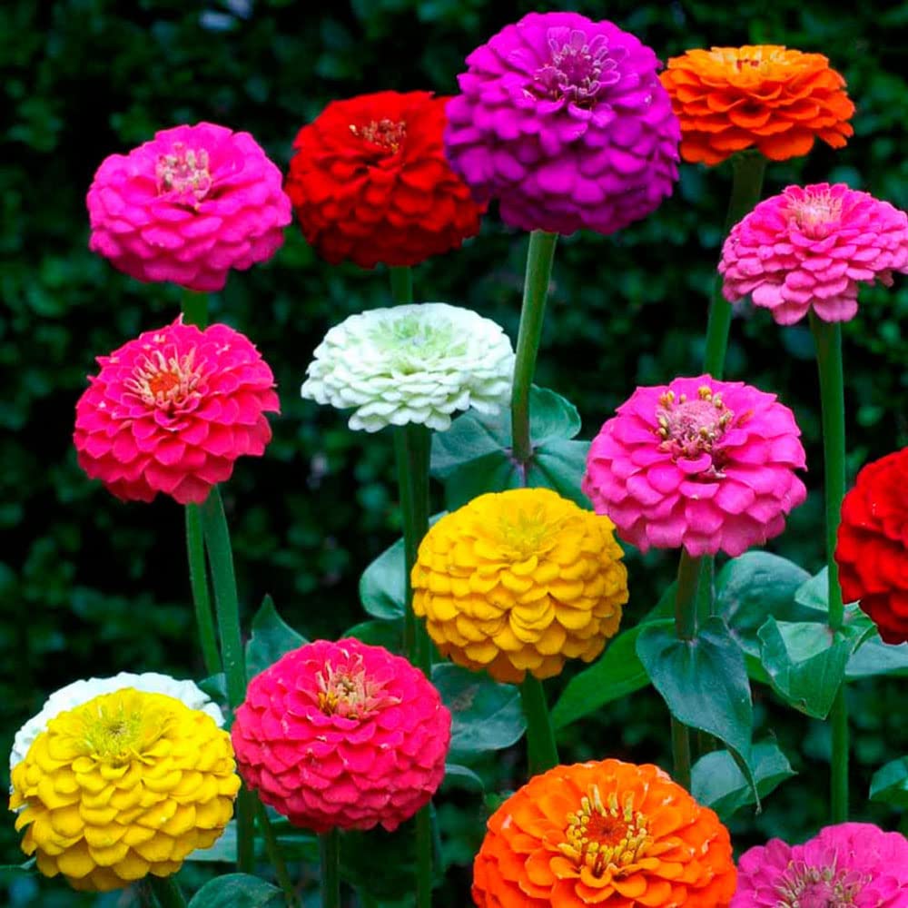 Nature Mayaa Zinnia Liliput Mixed Flower Seeds for Home Garden, Balcony & Terrace | Easy to Grow, Vibrant Multi Color Blooms | Annual Flower Seeds for Pots & Planters (AVG 100+Seeds)
