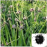 25 Egyptian Walking Onions Seeds for Planting, Not Bulbils