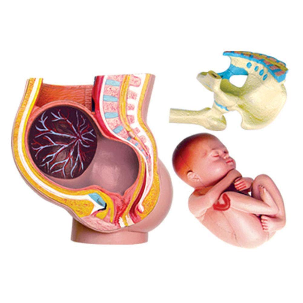 XIEZI Human Anatomical Model 4D Anatomy Model Of Pregnancy Pelvis With Baby Fetushuman Women Pregnant Pelvis Section Modelhuman Anatomy Model For School Labbiology Teaching Aids