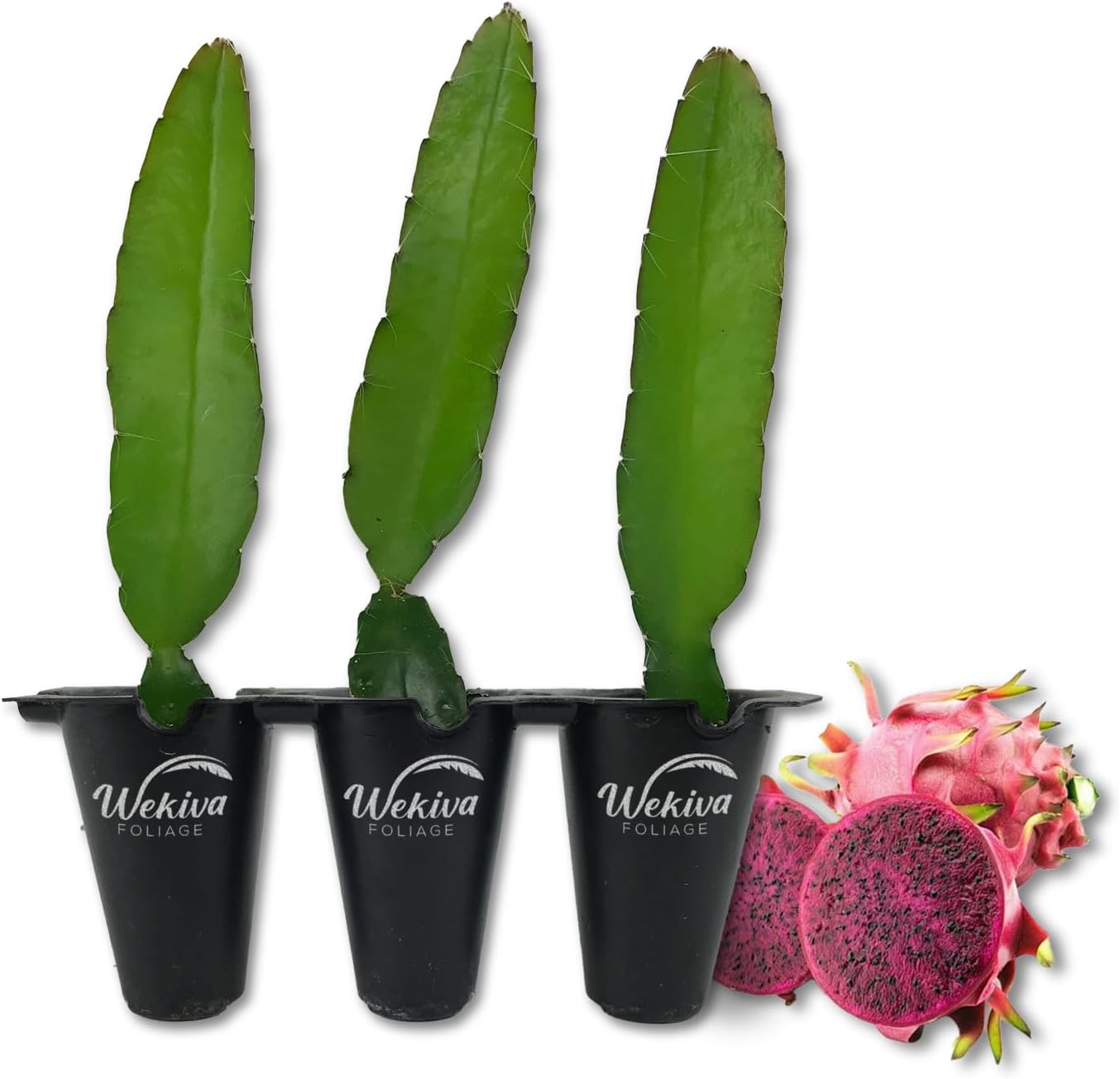 Edgar's Baby Dragon Fruit Tree - 4 Live Starter Plants - Hylocereous Undatus - Edible Tropical Fruit Plant from Florida