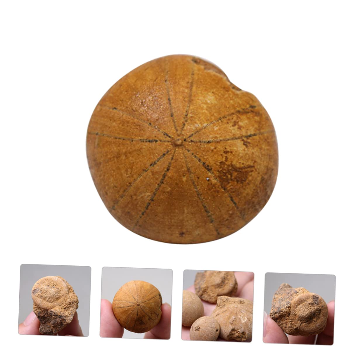 iplusmile 3piezas Sea Urchin Specimen Educational Ornament for Classroom Decoration