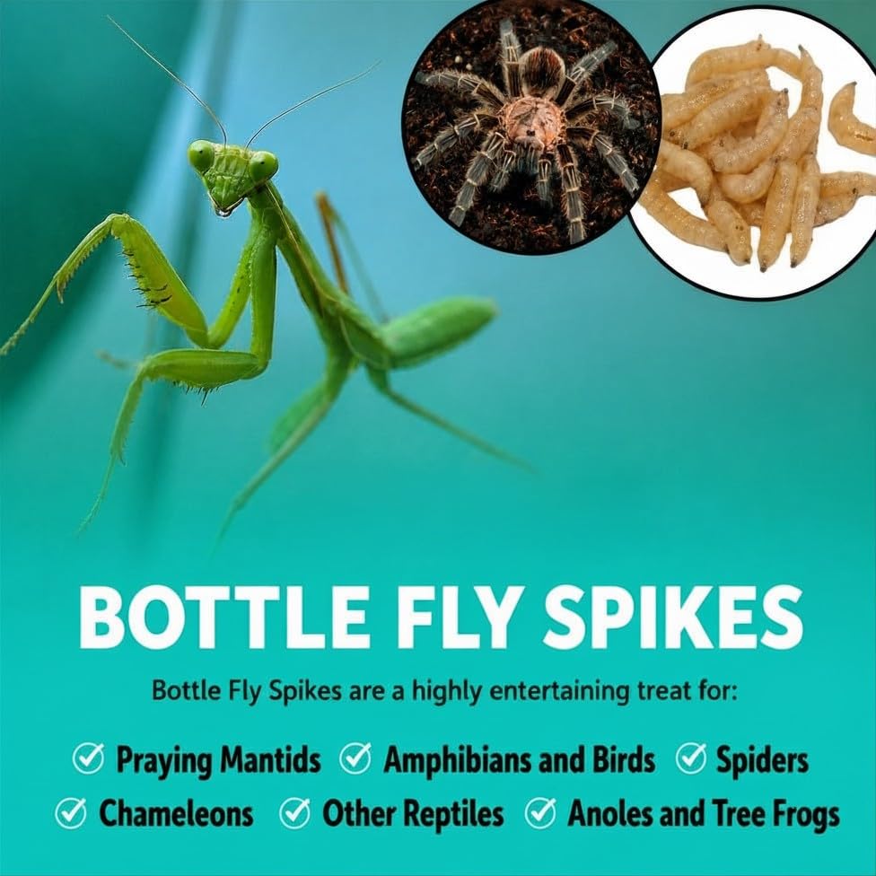 Amazon.com : BESTBAIT 250 Count Premium Live Blue Bottle Fly
