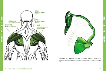 リズムとフォース 第3版　アナトミーとフォース　ライフドローイング　セット リズムとフォース 第3版 | 株式会社ボーンデジタル