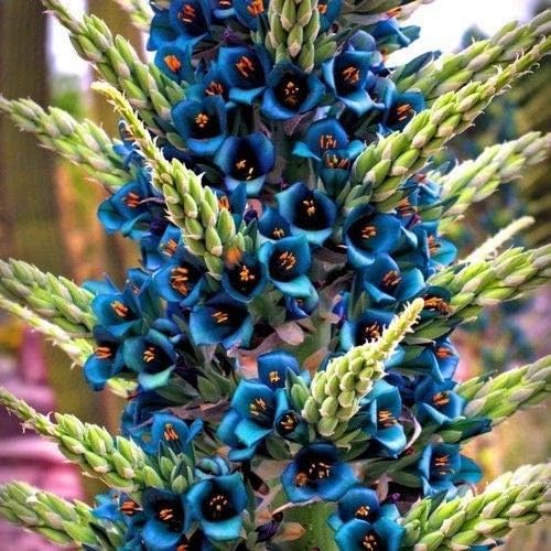Blue Sapphire Tower Semillas de Planta (Puya alpestris) 10+Semillas