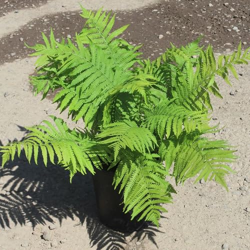 100Pcs Green Matteuccia struthiopteris Plant Seeds