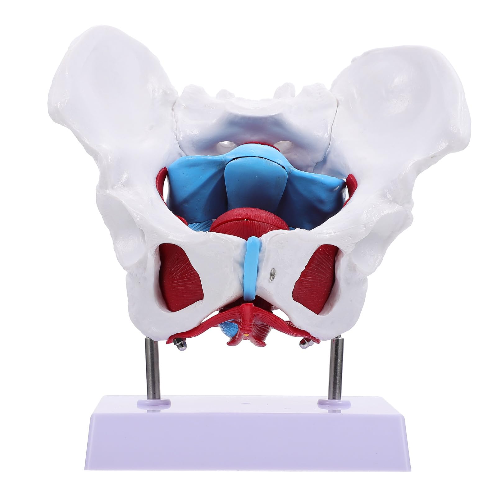 Alasum Design Anatomico in Separabile Portatile per Insegnamento Scuola per Educazione Scientifica Professionale