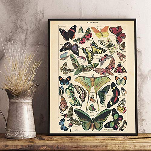 Refosian Affiche Imprime Papillon Vintage Insecte Genre Nature éducation Mur Art Toile Peinture Photo Enfants Chambre décor à la Maison 20x30cm sans Cadre Cover