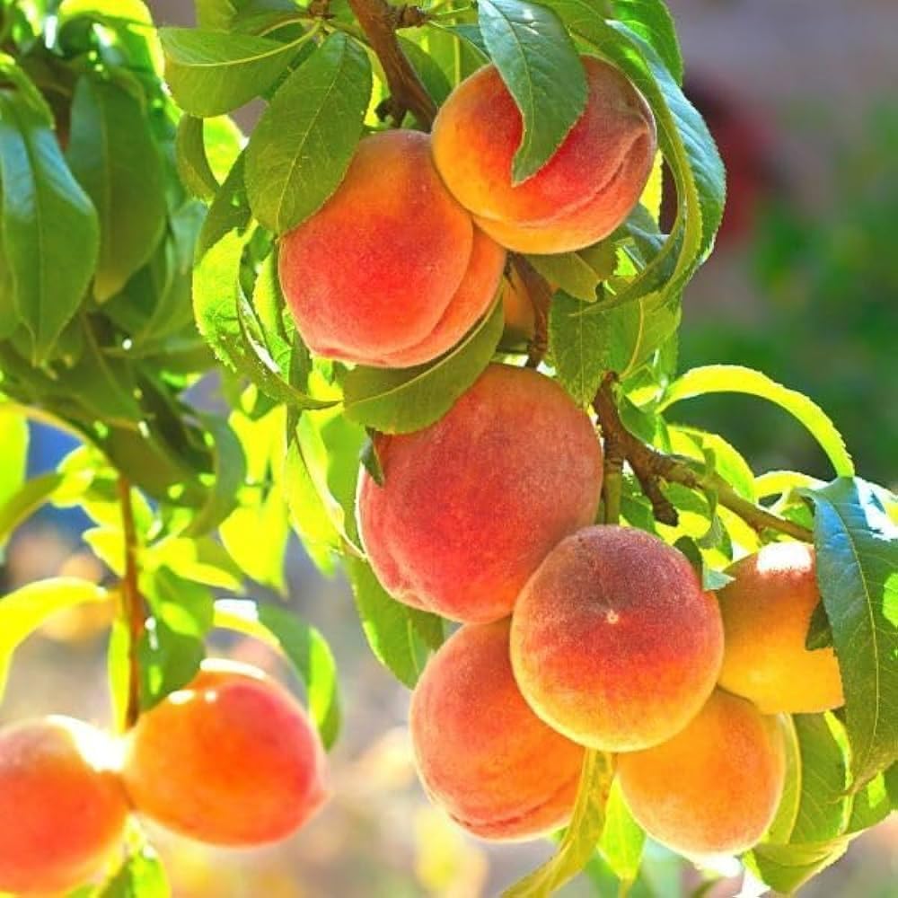 MVKR Live Aadu - Peach Fruit Plant I Rare Sharbati Peach Fruit Plant I SJ Stocks (B082SH4N45) Amazon Price History, Amazon Price Tracker