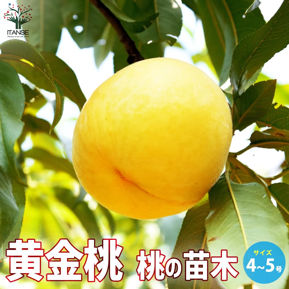 Amazon.co.jp: 桃の苗木 黄金桃 4～5号ポット【品種で選べる果樹