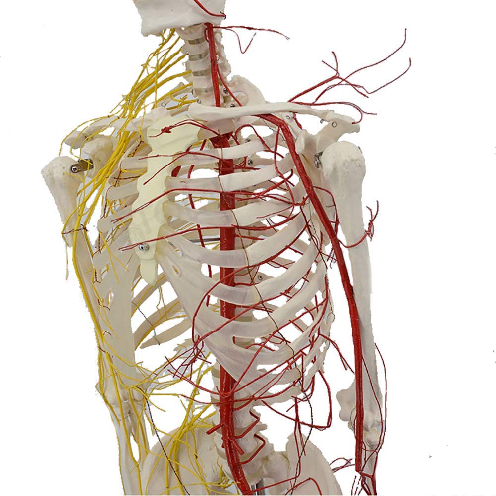 Modello anatomico Umano Modello di processo di Formazione dell'uovo fecondato Umano Modello di Sviluppo embrionale Modello anatomico dell'utero Umano per Lo Studio dell'insegnamento Medico