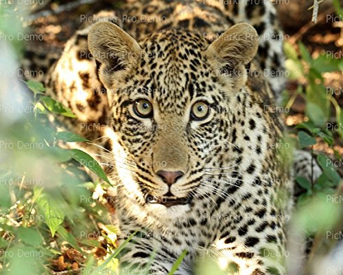 6" Round - Jaguar - Edible Cake/Cupcake Party Topper - D21163