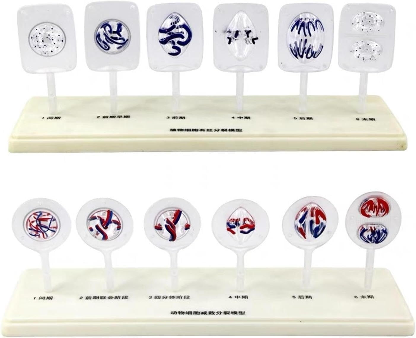 Kit de biología celular interactivo para comprender la mitosis y meiosis