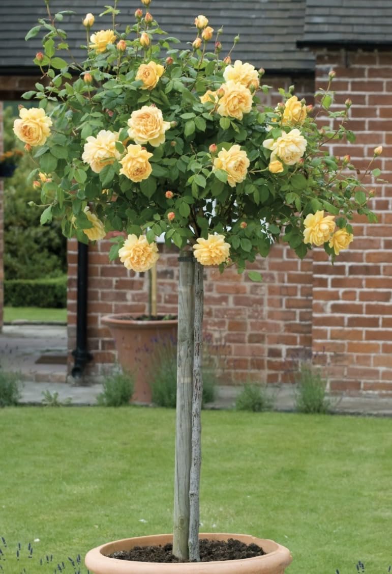 Gorgeous Yellow Half Standard Hybrid Tea/Floribunda Rose Plant in a 4.5/5 Litre Pot- Yellow Colour Rose for Garden