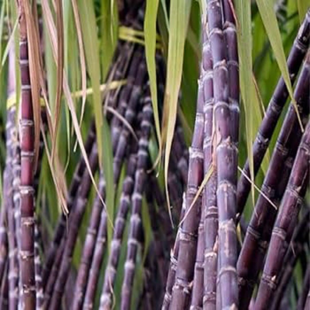 ARIYA black sugercane live plant,SUGARCANE SEEDLING,Cerukugaḍa,Karumpu,Kabbu,ganna live plant (B0CG9SNFWY) Amazon Price History, Amazon Price Tracker