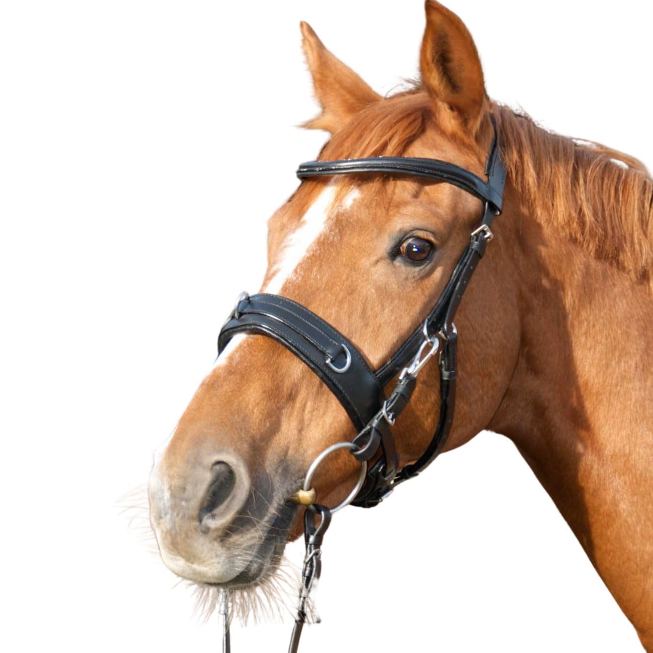 AMKA Reitkappzaum mit Gebissverschnallung zum Longieren und Reiten gebisslos oder mit Gebiss VB, WB, XWB