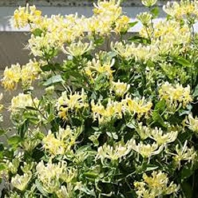 Lonicera Scentsation honeysuckle masses of sweetly scented cream and yellow flowers 1 litre pot