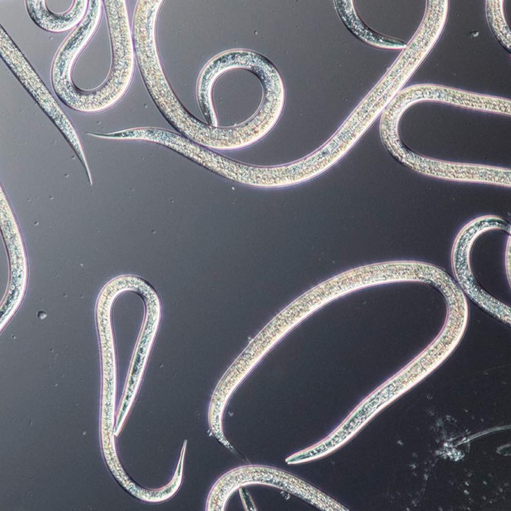 Koppert palmanem nématodes contro farfalla palmivore, charençon, tipules