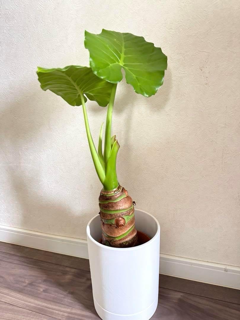 選抜【ぶつぶつフェア】活着　スタッズ　アガベ　チタノタ　星空TC 上澳園芸 選抜【ぶつぶつフェア】活着 スタッズ アガベ チタノタ 星空TC 上澳