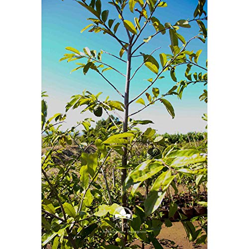 Muda de Graviola (Em Ciclo Produtivo)