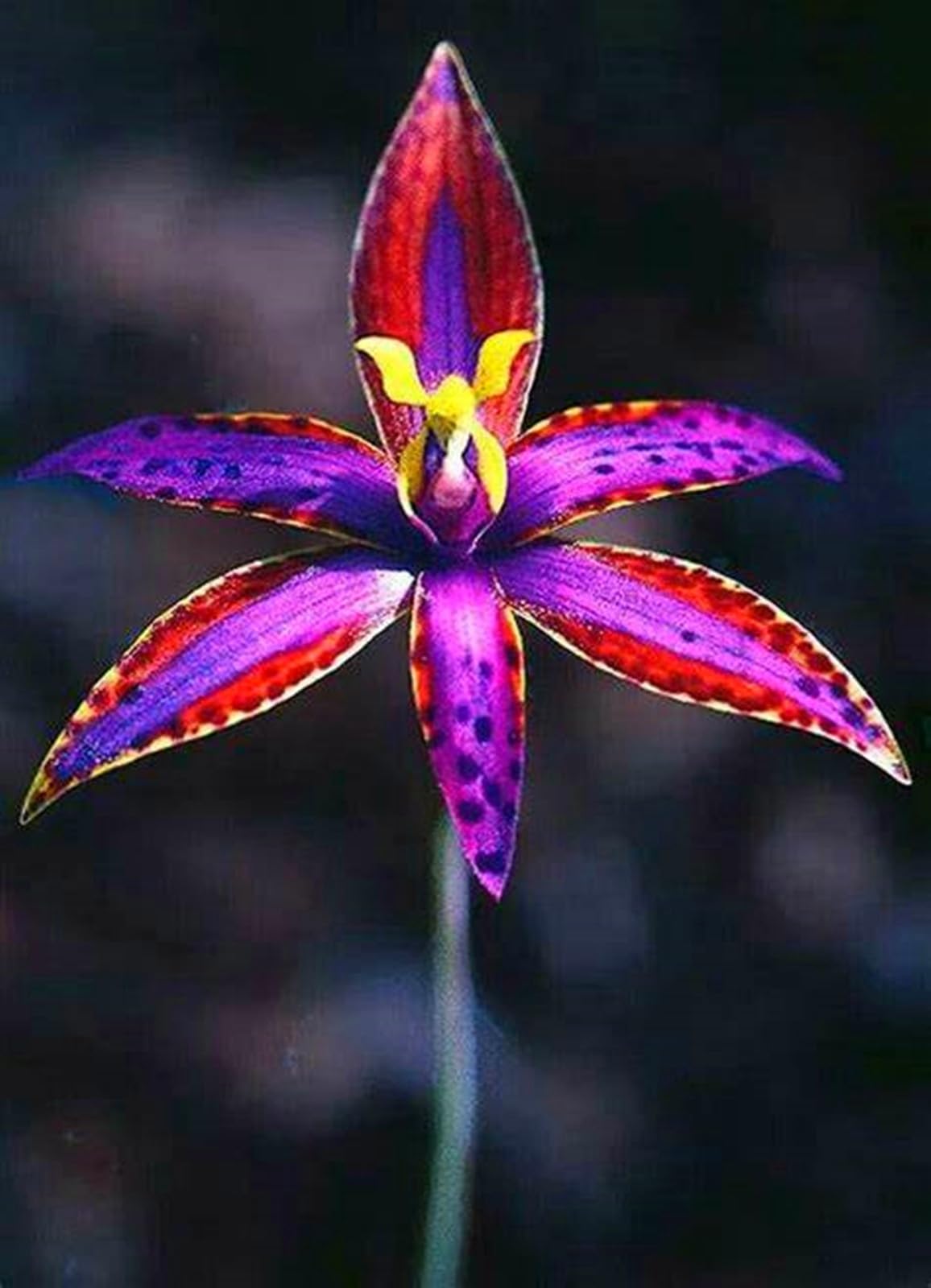 Nobile Cymbidium Orchid, Perenne - Giardini e Balconi, Adatta ai principianti-10bulbi-A