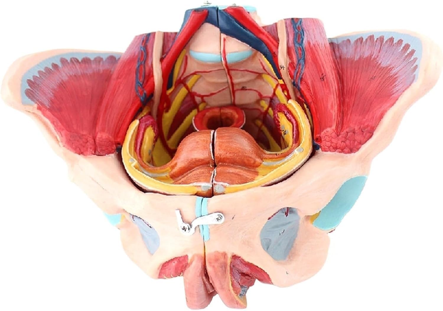 Lebensgroßes 4-teiliges weibliches Beckenanatomiemodell mit vollständiger Beckenbodenmuskulatur und abnehmbarem menschlichem Beckenskelett zur klinischen und anatomischen Demonstration