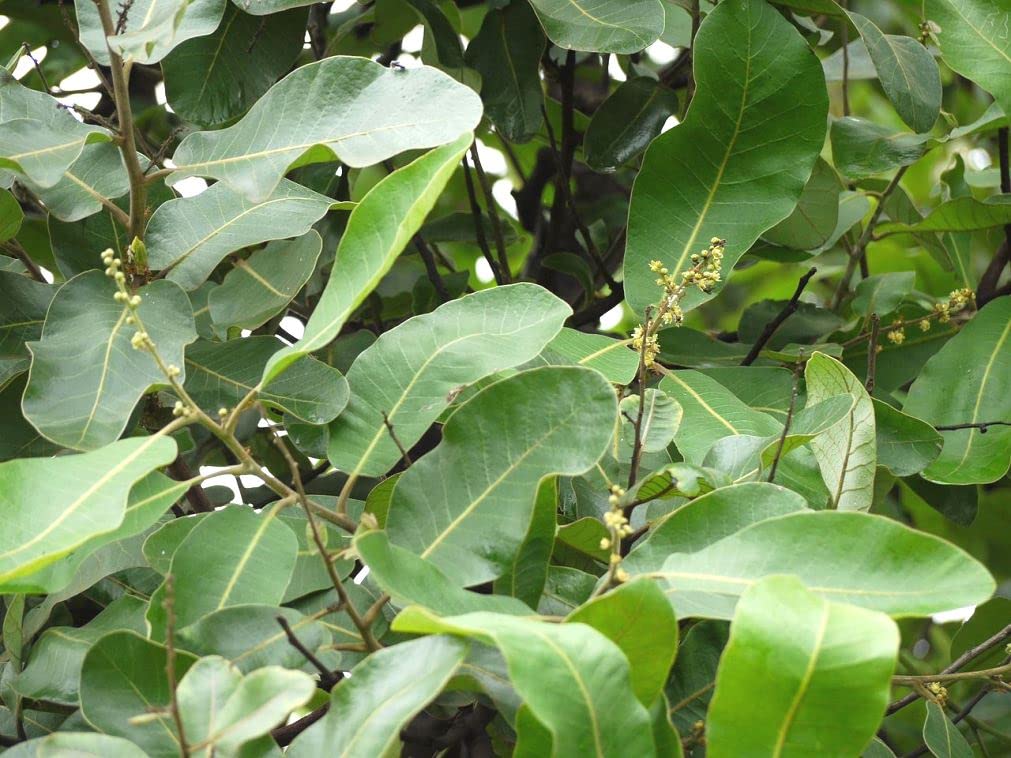 See full amazon price history chart for Plantzoin Marking nut Bhilawan Semecarpus anacardium Balia Live Plant Plantzoin Marking nut Bhilawan Semecarpus anacardium Balia Live Plant (B0B46W5G1N) Amazon Price History, Amazon Price Tracker