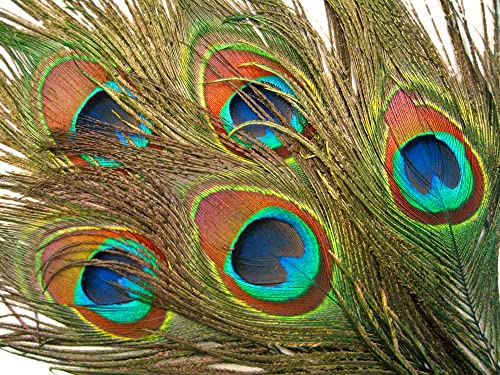 Moonlight Feather 50 Pieces - 20-25" Natural Long Peacock Tail Eye Wholesale Feathers (Bulk) Halloween Craft Supply #TOP3