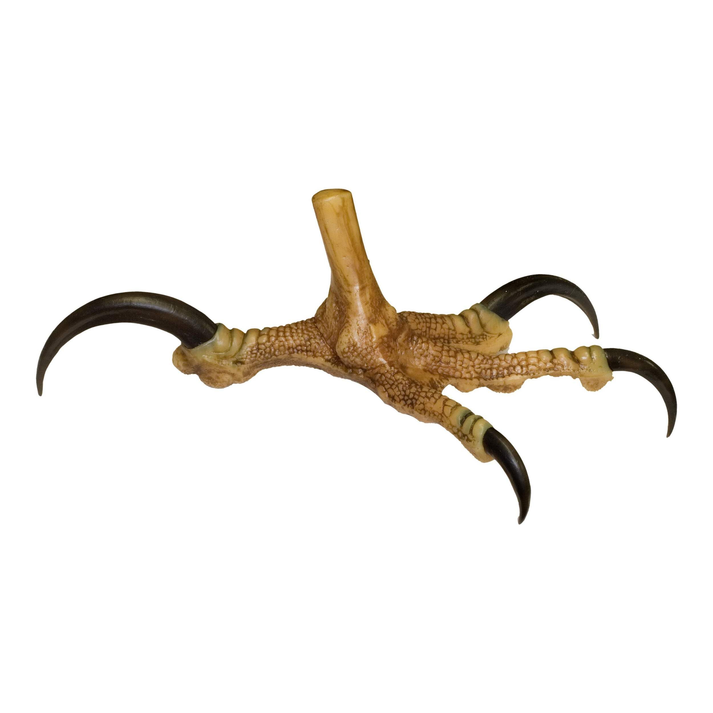Skulls Unlimited Bald Eagle Foot - Open (Museum Quality Replica)-picture-24