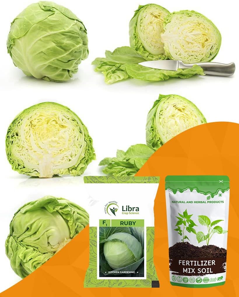 Kitchen Garden Seeds | Cabbage | Farming | Home | Vegetable | Hybrid | Planting | Terrace | Balcony | Eating | Kobi | Leafy Green | Wild Cabbage | Gobi - 0.05 Gram : 115 Seed