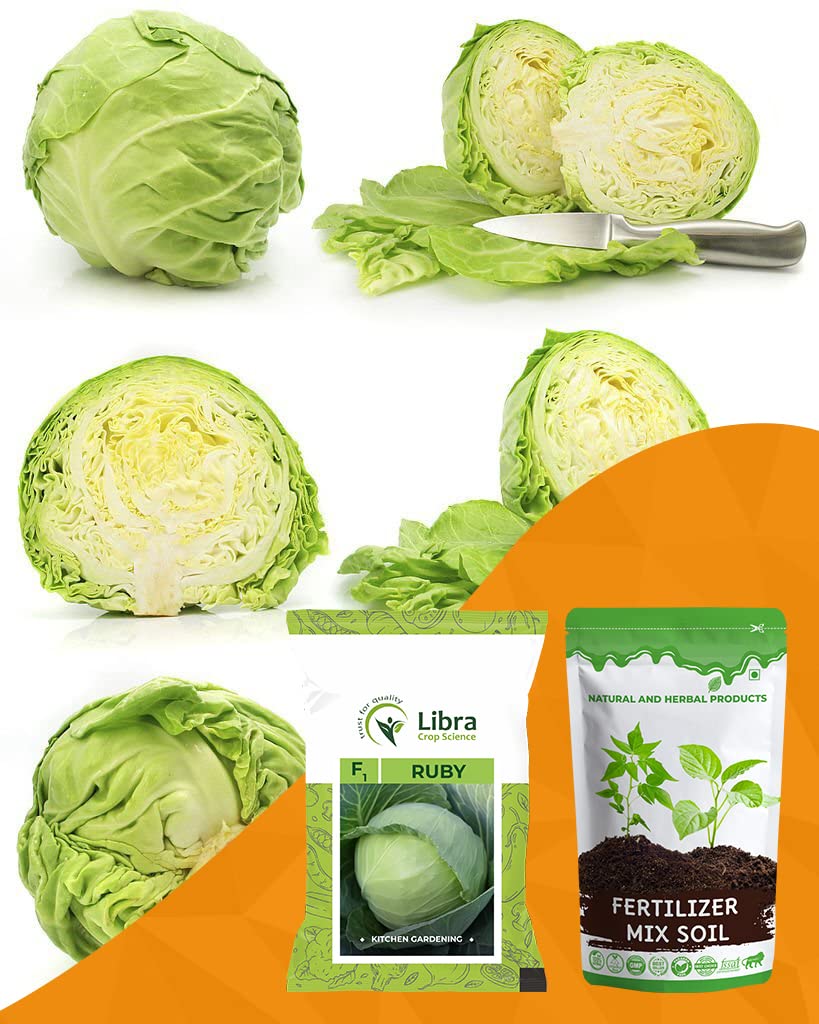 Kitchen Garden Seeds | Cabbage | Farming | Home | Vegetable | Hybrid | Planting | Terrace | Balcony | Eating | Kobi | Leafy Green | Wild Cabbage | Gobi - 0.05 Gram : 115 Seed