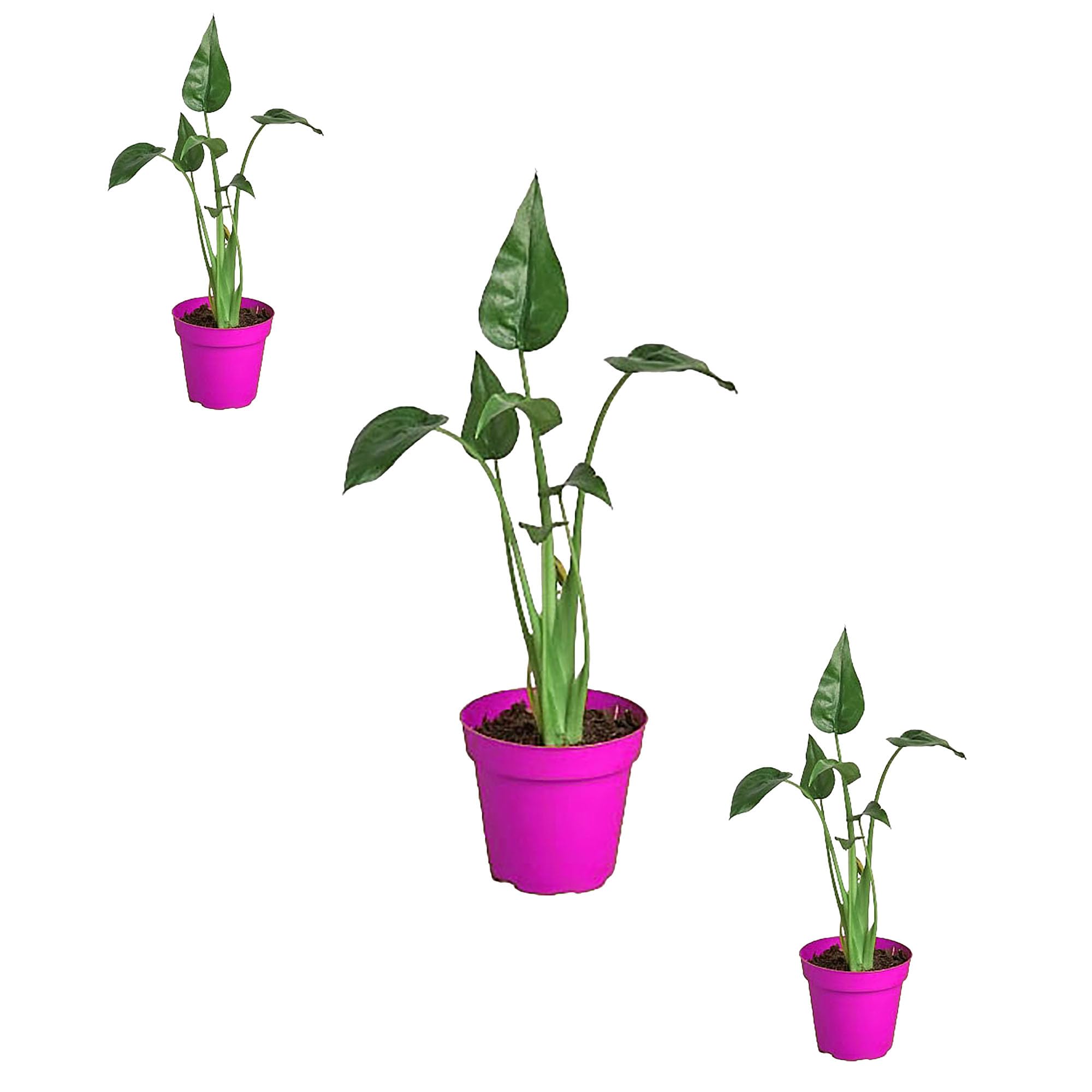 3 Pack Alocasia 'Tiny Dancer' - in 4in Pot - Live Plants Tropical Houseplants | Variegated | USA Growers | The Snobby Leaf