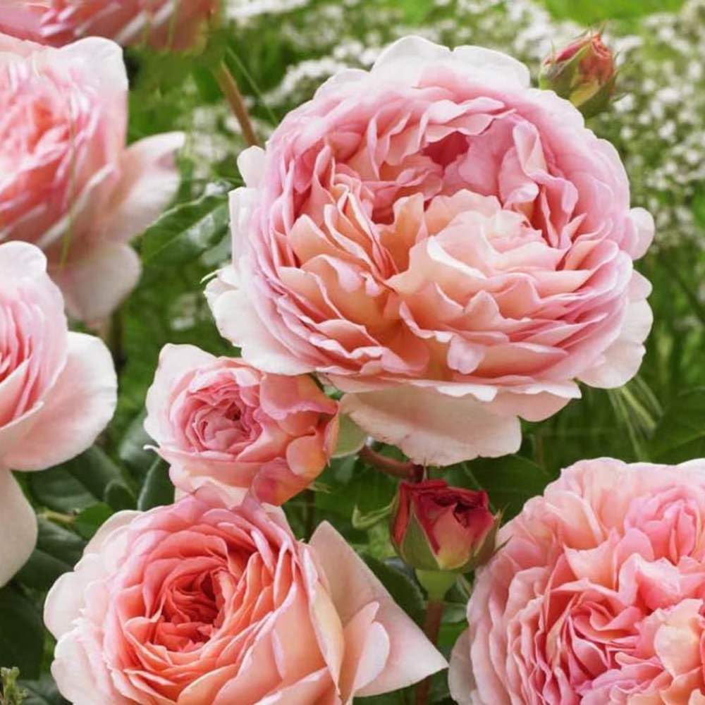Amazon.com : English Rose Live Plant, Fragrant Garden Flower, 5-9