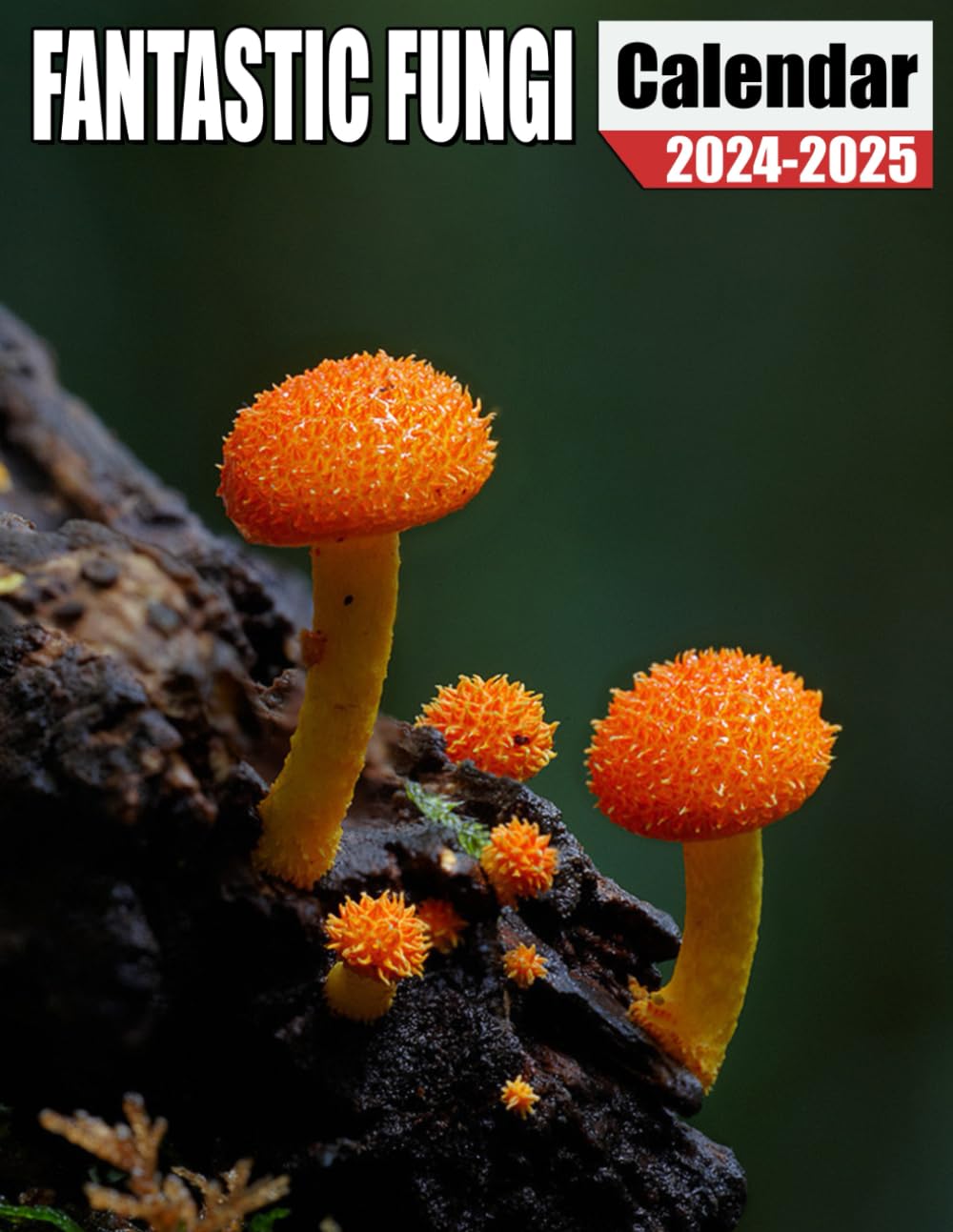 Fantastic Fungi Calendar 2024 2025 24 Months Calendar