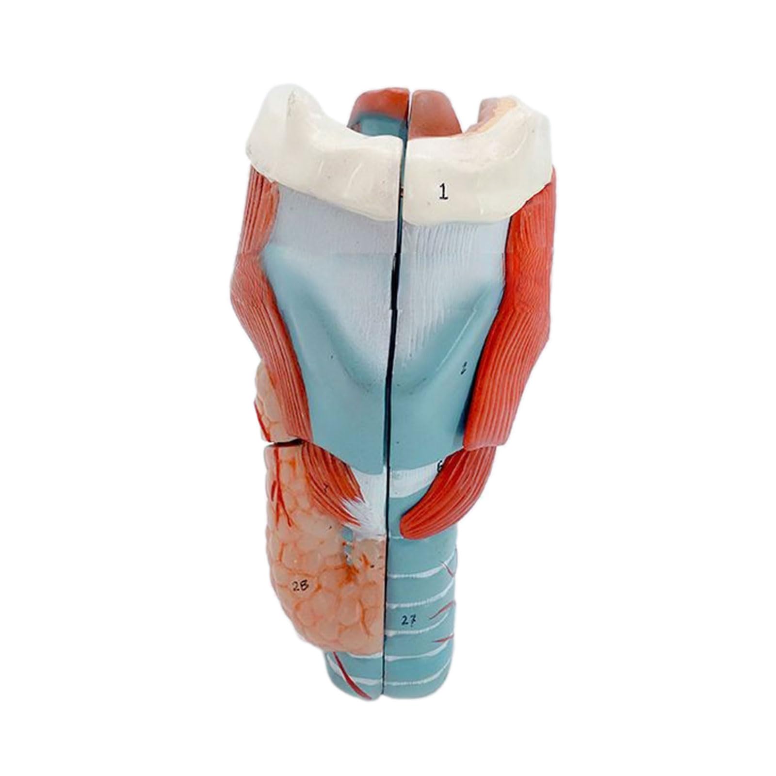 Bydezcon Human Larynx Anatomical Model for Study Display Teaching Model 2X Enlarged Human Throat Model Anatomy Larynx Anatomy Model Larynx Anatomy Model Vocal Cords