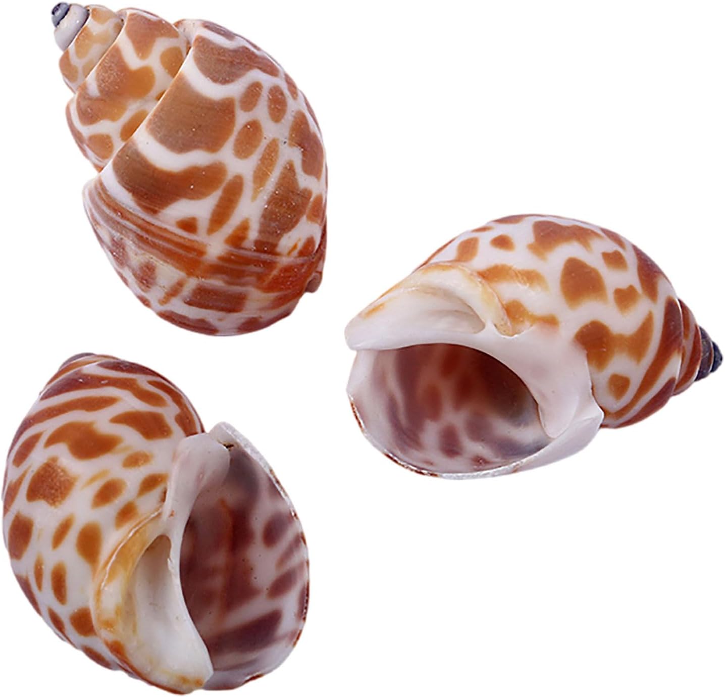 Sea shells,conch shell, Small To Medium Hermit Crab Supplies Natural Conch Shell for Hermit Replacement Shells Fish Tank Aquarium Decor(B)