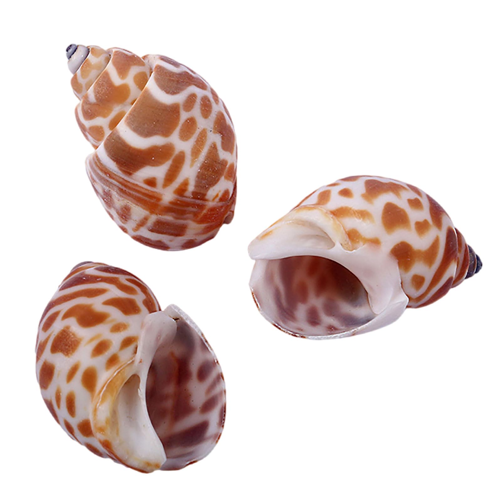 SDJJSAO Shell, Small to Medium Natural Conch Shell for Hermit Replacement Shells Fish Tank Aquarium Decor(B)