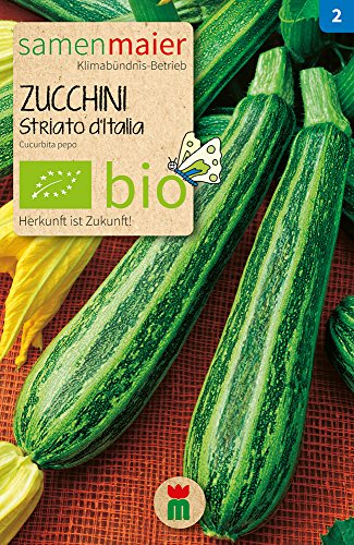 BIO Zucchini Striato d'Italia Samen - Nicht rankend, buschig, essbare Blüten, ideal zum Füllen und Frittieren - Cucurbita pepo - Anbauinfo: Mai bis Juni - Inhalt reicht für ca. 5 Pflanzen - Samen M...
