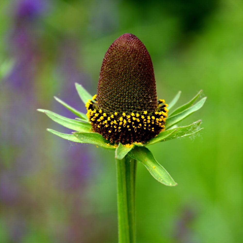 Rudbeckia occidentalis 'Green Wizard' – Unique Green Flowering Coneflower, Long-Lasting Blooms, Hardy Perennial for Garden Borders & Pollinator Gardens – 1X 9cm Pots by Thompson and Morgan