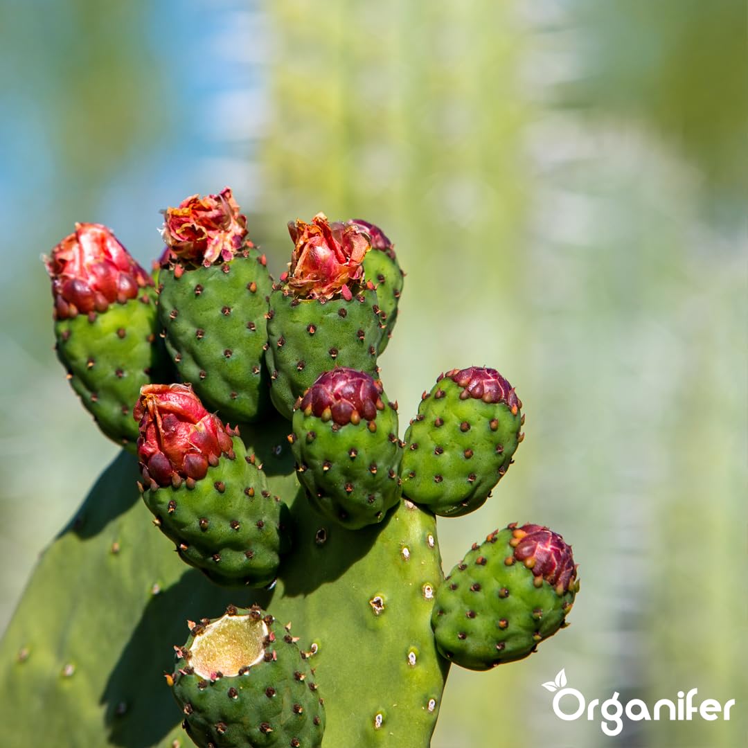 Engrais Liquide pour Cactus, 1L, Organique, Favorise Croissance et Résistance à la Sécheresse
