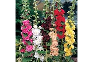 Non-GMO Carnival Mix Giant Double Hollyhock Seeds