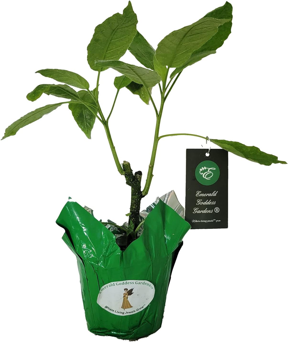Shredded White Fantasy - Brugmansia Hybrid Angels Trumpet - Live Tropical Plant - Fragrant Unusual Flower - Emerald's - Starter Size - 4 Inch Pot