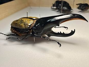 Amazon.co.jp: 昆虫標本 極太極短ヘラクレスオオカブト c68