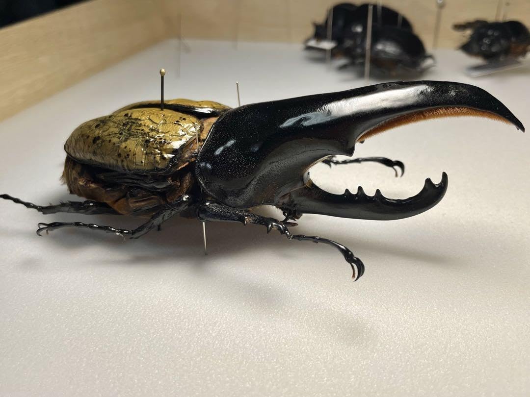 Amazon.co.jp: 昆虫標本 極太極短ヘラクレスオオカブト c68
