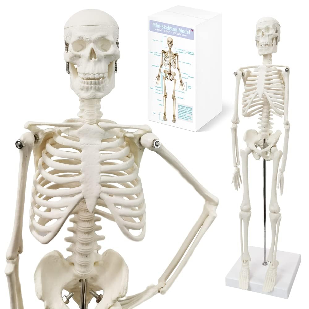 45 cm Hoch Menschliches Skelett Modell für Anatomie,Menschliches Körpermodell,Ganzkörper mit beweglichen Armen, Beinknochenstrukturen, Ganze Wirbelsäulenrippen des Skelettmodells sind integriert