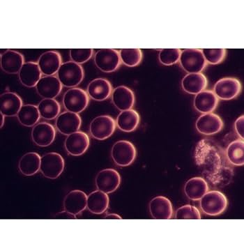 bic EOS ラグ 200x400cm Amazon.co.jp: ELLISSE MK-7747 Stainless Steel Cross Peg