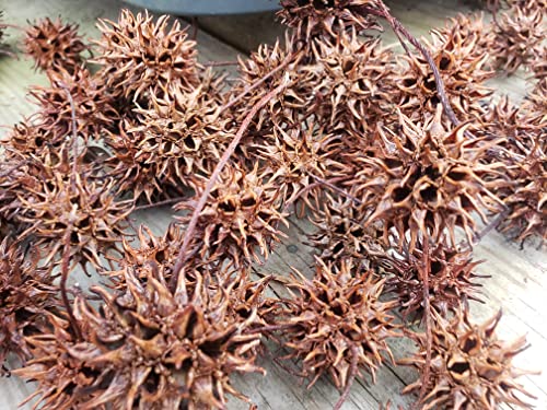 30 Sweet Gum Tree Balls- Isopod Hides- Decoration - Burrs, Spike Balls, Sticker Balls, Bioactive Enclosures, Terrarium, Vivarium