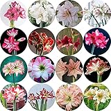 Estos bulbos de Amaryllis son fáciles de cuidar y con resultados maravillosos, son un regalo fabuloso para familiares y amigos.