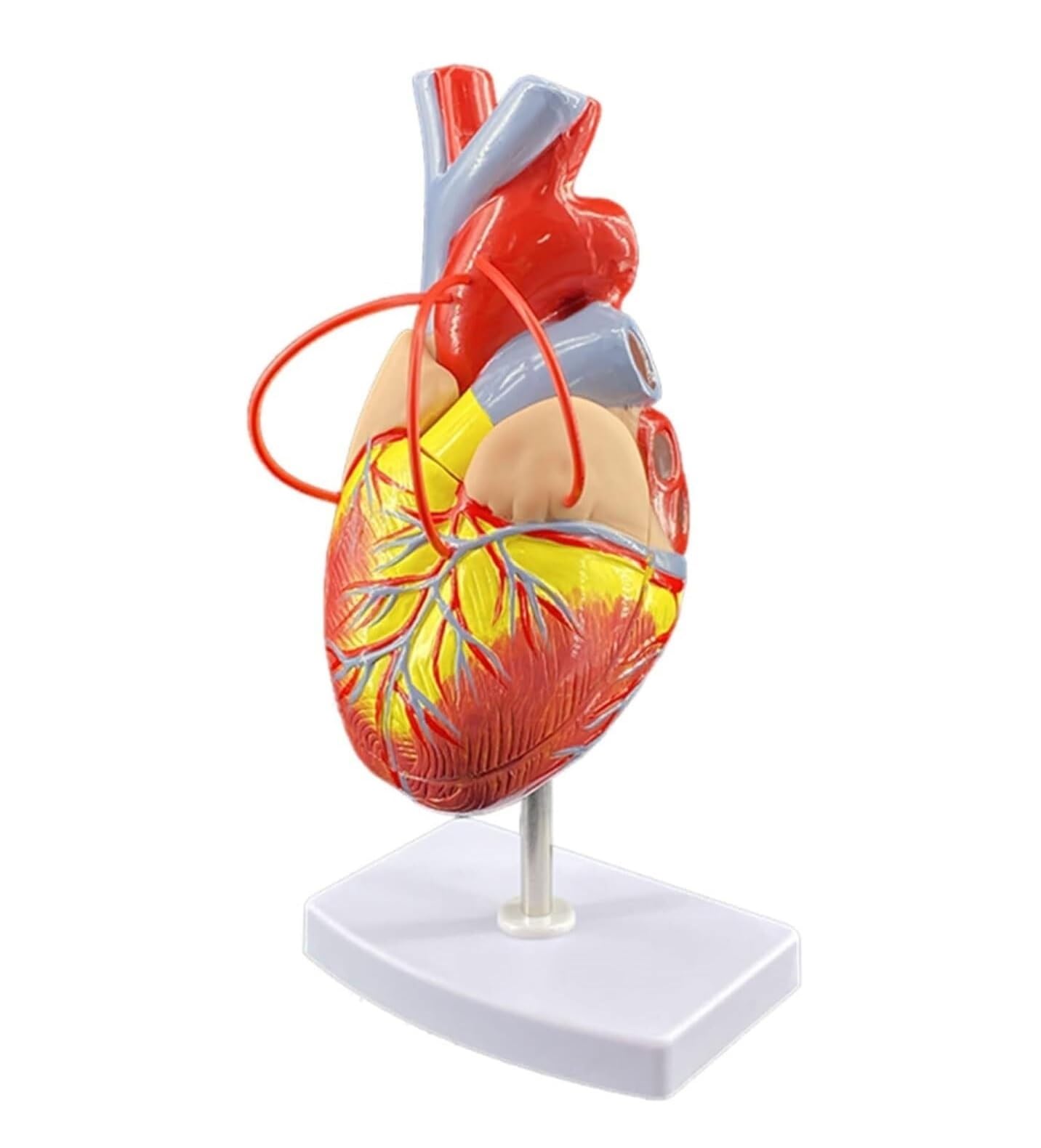 Herramienta De Enseñanza Modelo De Derivación Cardíaca Anatomía, Corazón Humano Con 2 Partes Desmontables Para Laboratorios Cardíacos, Enseñanza Médica Anatomía Médica